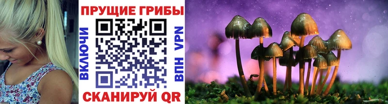 Псилоцибиновые грибы Cubensis  Судак 